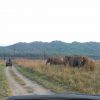 sitabani jeep safari in corbett national park