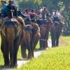 elephant safari in corbett national park